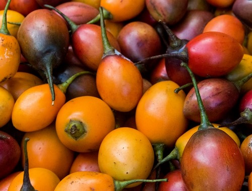 Geographical Indications : Naga Tree Tomato 