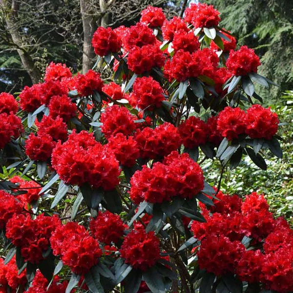 state flower of nagaland Rhododendron