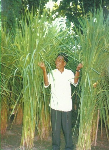 Tallest Paddy Plant in the World Guinness World Records