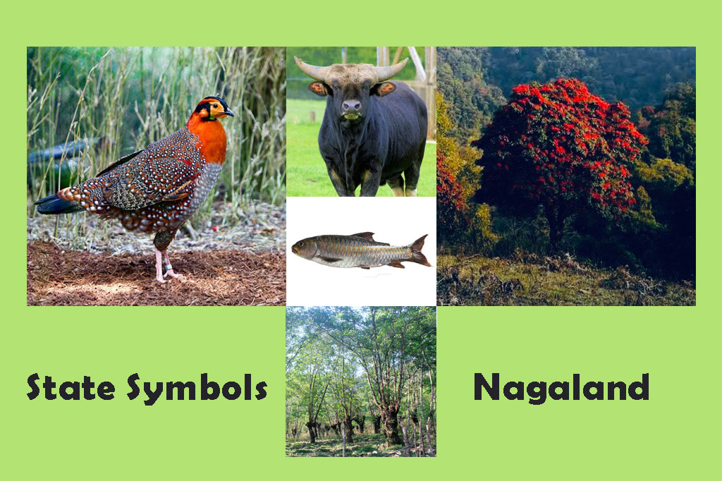 State-Symbols-of-Nagaland